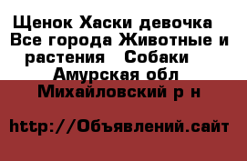 Щенок Хаски девочка - Все города Животные и растения » Собаки   . Амурская обл.,Михайловский р-н